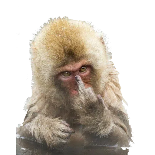 Monkey - Sticker 17