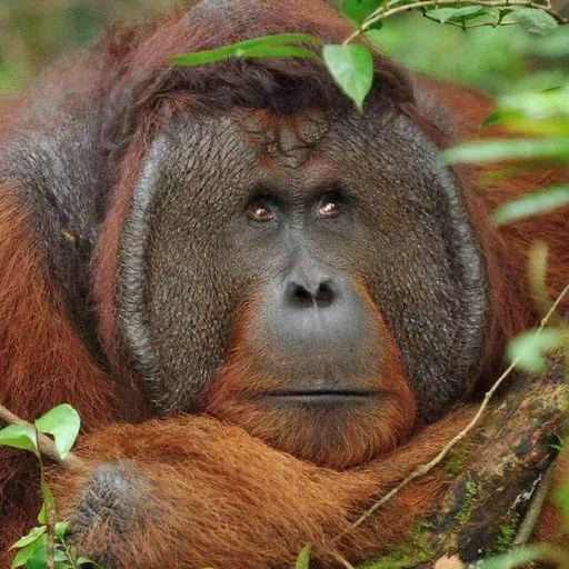 Monkey - Sticker 13