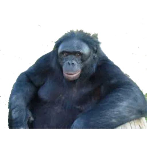 Monkey - Sticker 15
