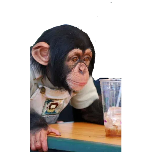 Monkey - Sticker 23