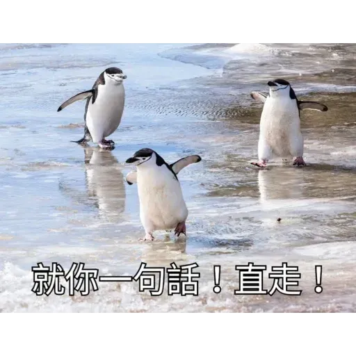 煞氣a企鵝 - Sticker 16