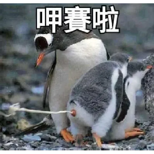 煞氣a企鵝 - Sticker 18