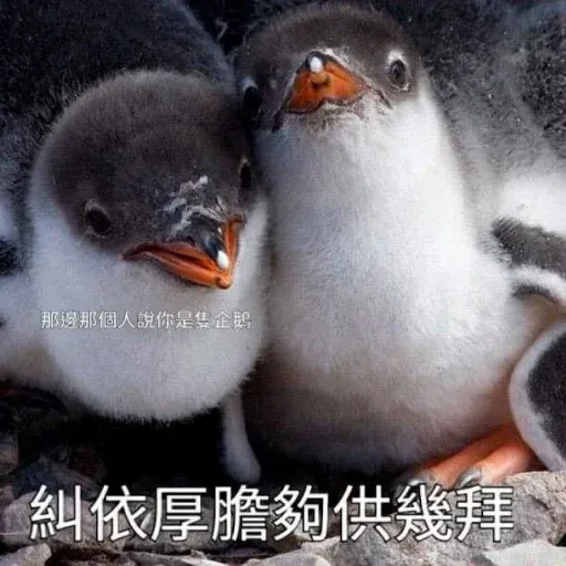 煞氣a企鵝 - Sticker 9