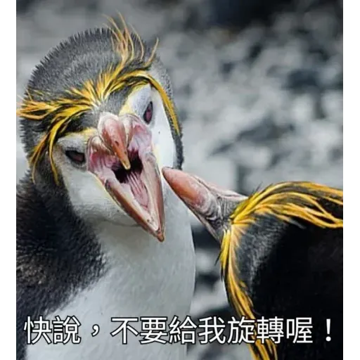 煞氣a企鵝 - Sticker 12