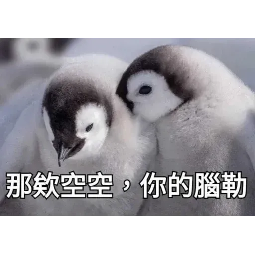 煞氣a企鵝 - Sticker 19