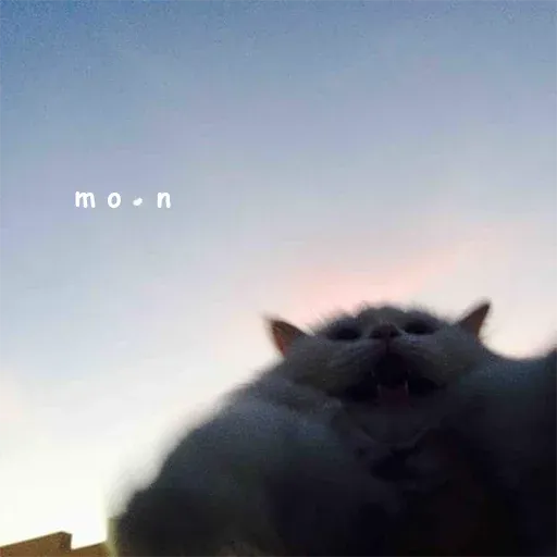 Polite Cats 2 - Sticker 10