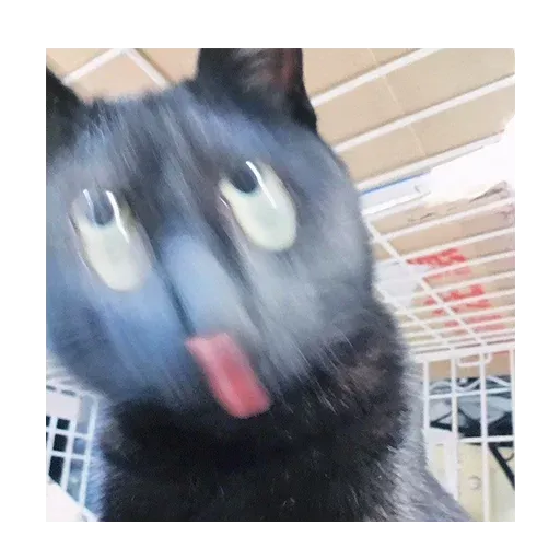 Polite Cats 2 - Sticker 22