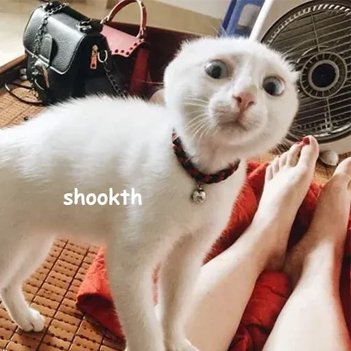 Polite Cats 2 - Sticker 19