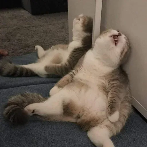 Polite Cats 2 - Sticker 26