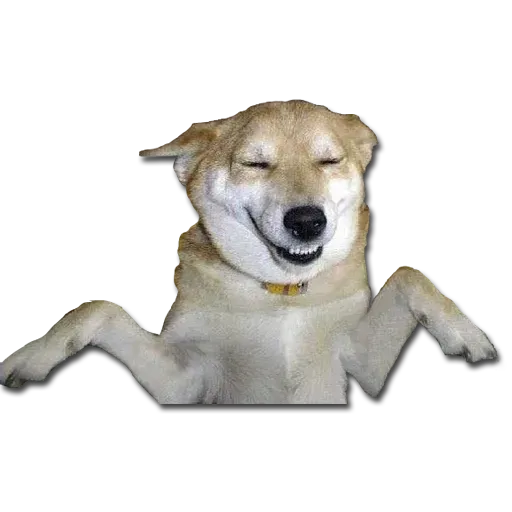 Perros - Sticker 9