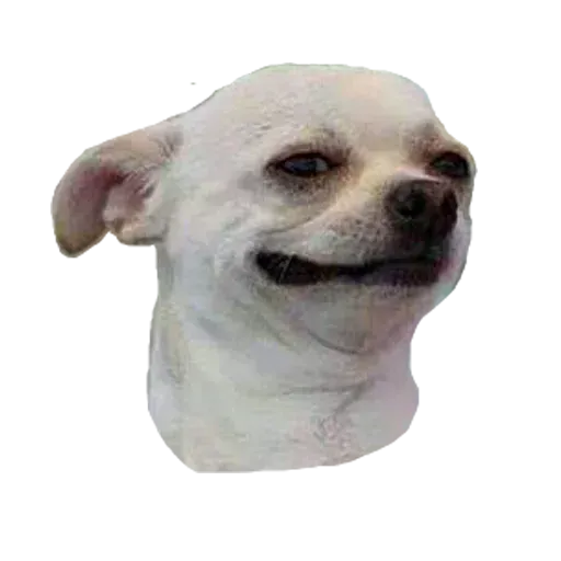 Perros - Sticker 28