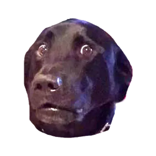 Perros - Sticker 27