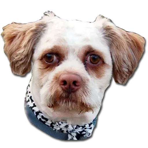 Perros - Sticker 30