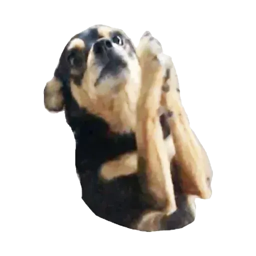 Perros - Sticker 26