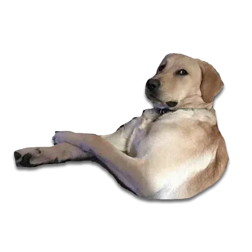 Perros - Sticker 25