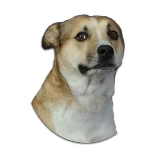 Perros - Sticker 10