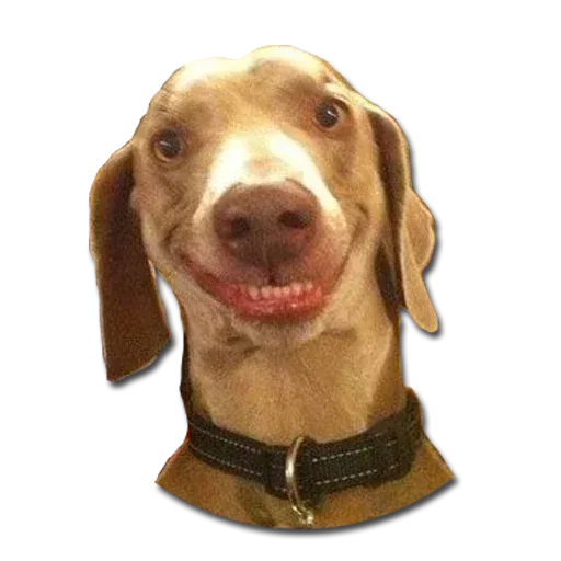 Perros - Sticker 17