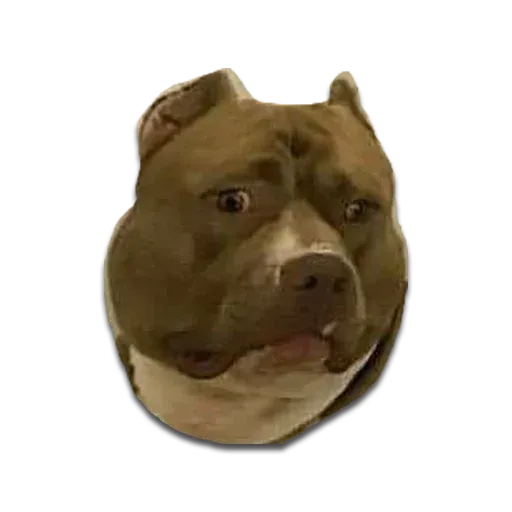 Perros - Sticker 29