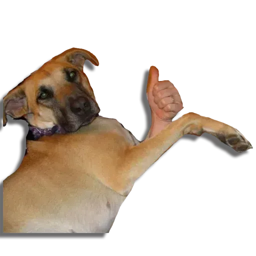 Perros - Sticker 24