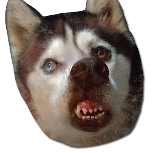 Perros - Sticker 12