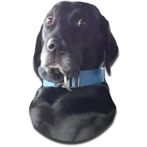 Perros - Sticker 22
