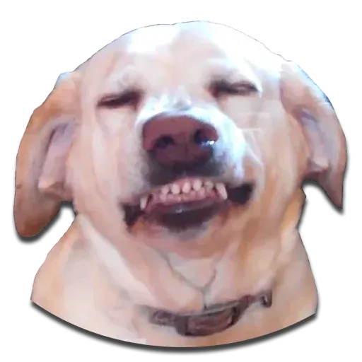 Perros - Sticker 11