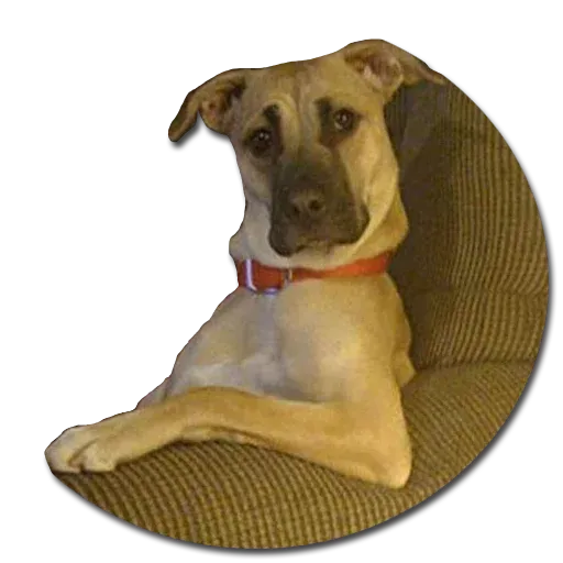 Perros - Sticker 14