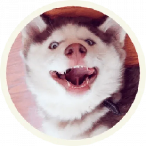 Husky - Sticker 11