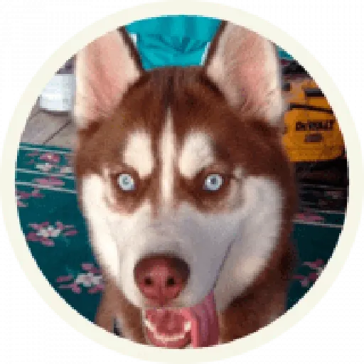 Husky - Sticker 16