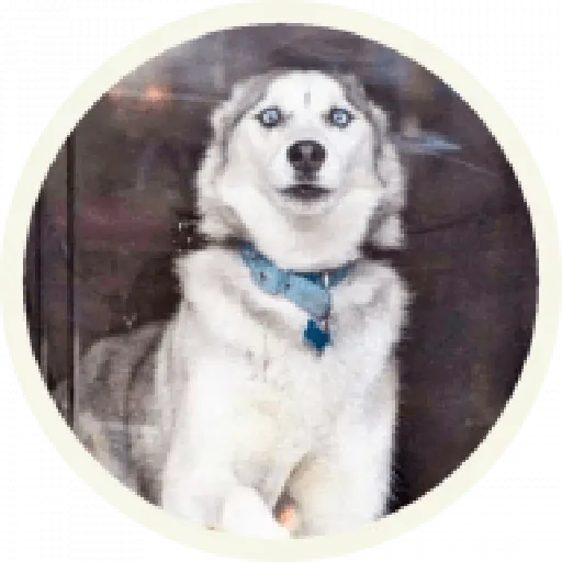 Husky - Sticker 14