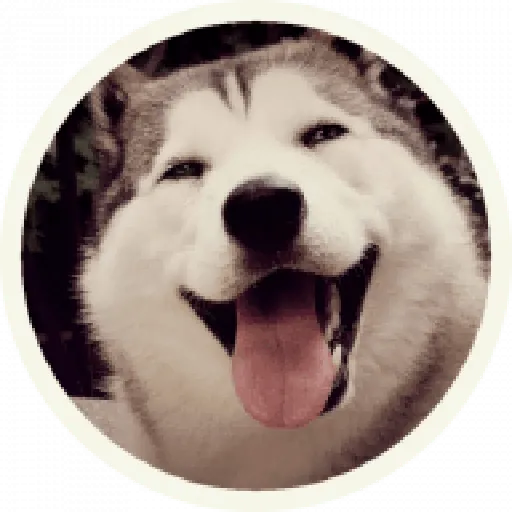 Husky - Sticker 12