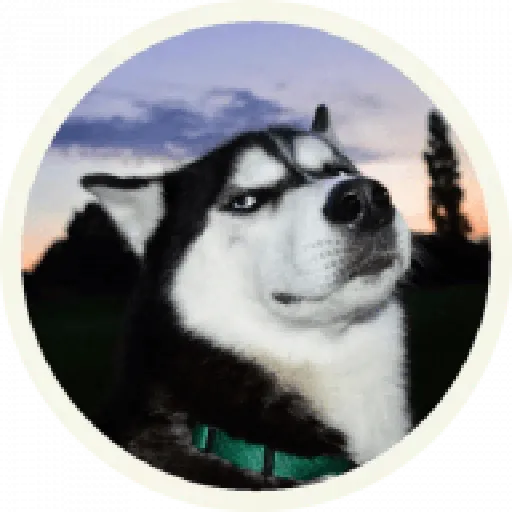 Husky - Sticker 15
