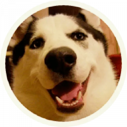Husky - Sticker 9