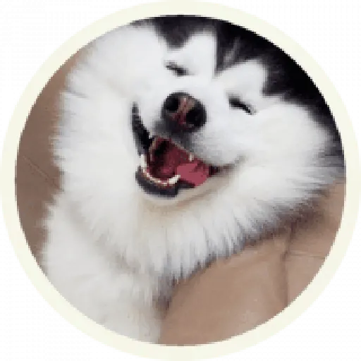 Husky - Sticker 10