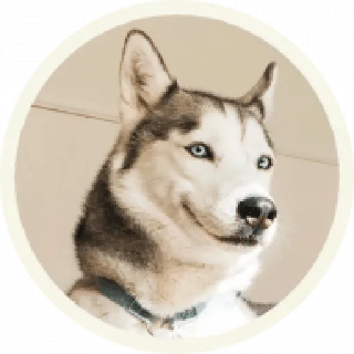Husky - Sticker 13