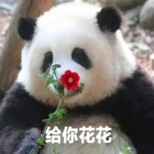 花花的表情包 - Sticker 15