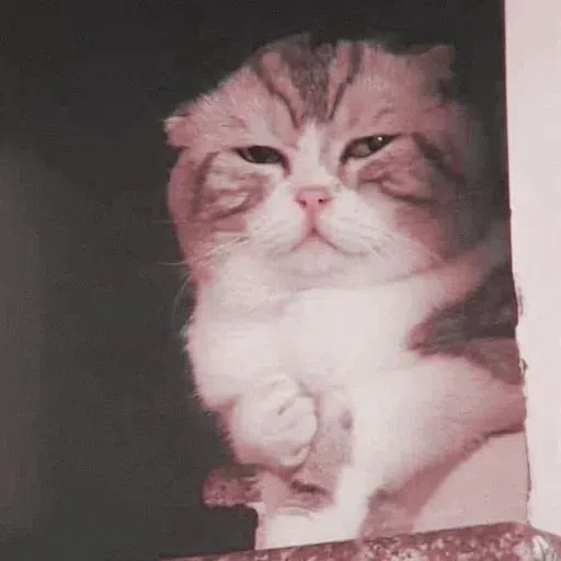 kucing - Sticker 11