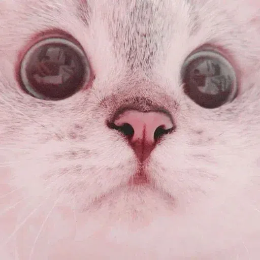 kucing - Sticker 12