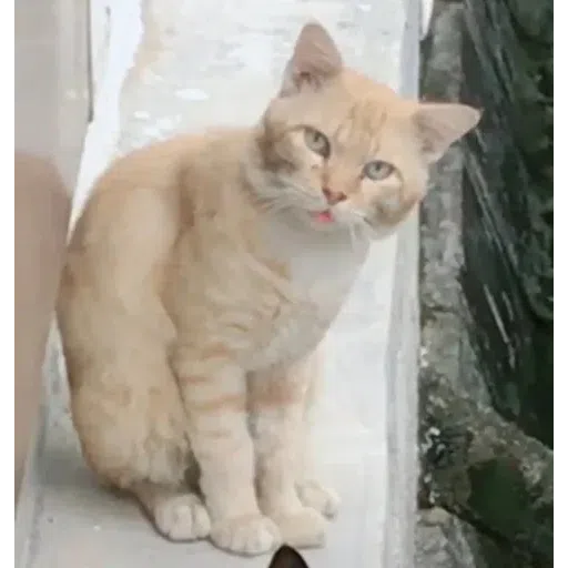kucing - Sticker 16