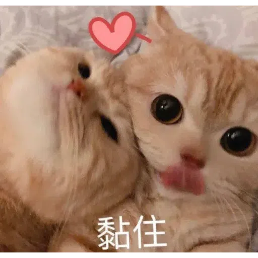 貓貓1 - Sticker 11