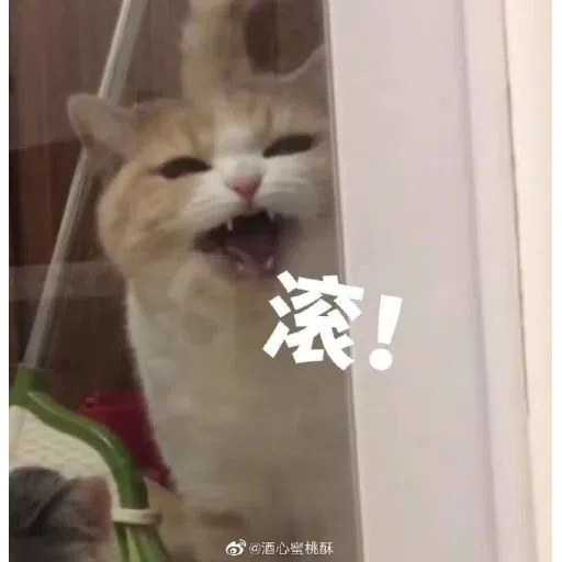 貓貓1 - Sticker 18