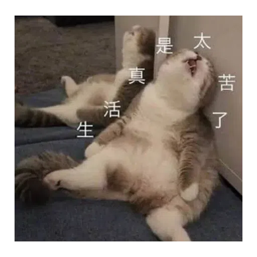 猫猫表情包 - Sticker 23
