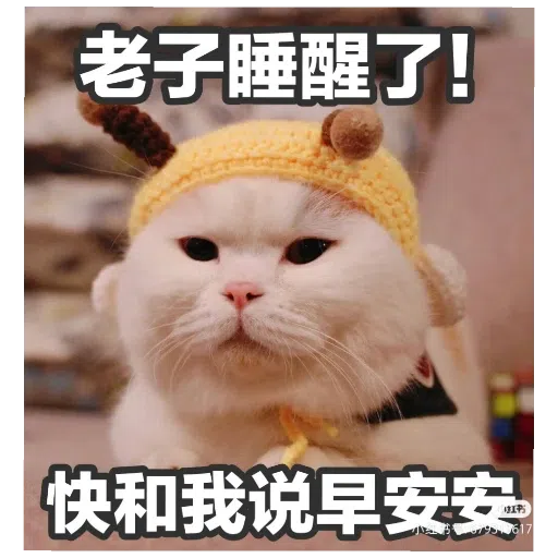 猫猫表情包 - Sticker 13