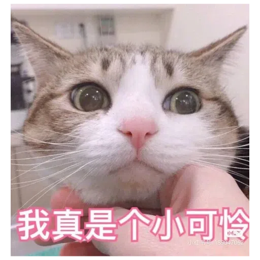 猫猫表情包 - Sticker 16