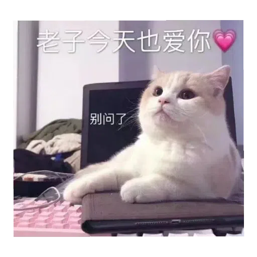 猫猫表情包 - Sticker 26