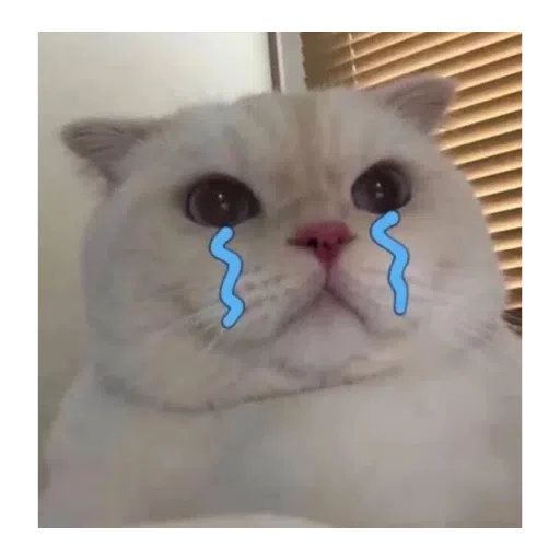猫猫表情包 - Sticker 12