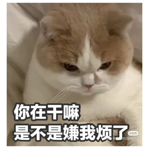 猫猫表情包 - Sticker 25
