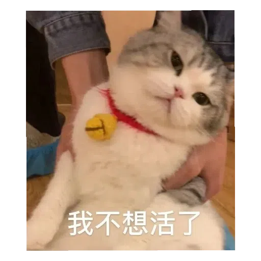 猫猫表情包 - Sticker 28