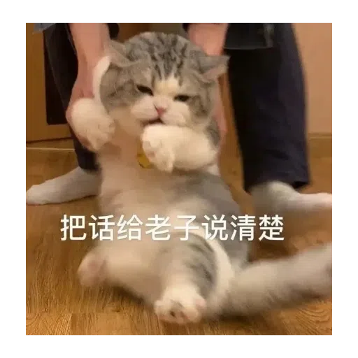 猫猫表情包 - Sticker 27