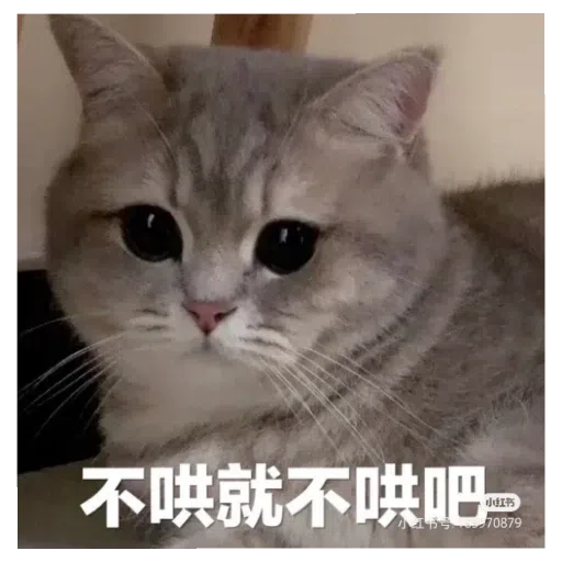 猫猫表情包 - Sticker 20